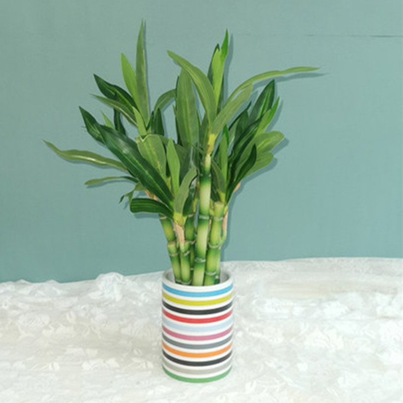 Mới 40Cm RFtificial May Mắn Tr - đánh giá và giá Echeveria Succulent