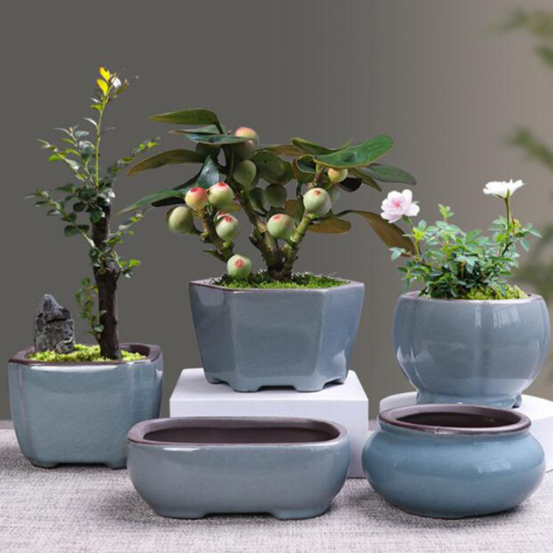 Retro Gốm Hoa Măng Tây Thực Vậ - đánh giá và giá Echeveria Succulent