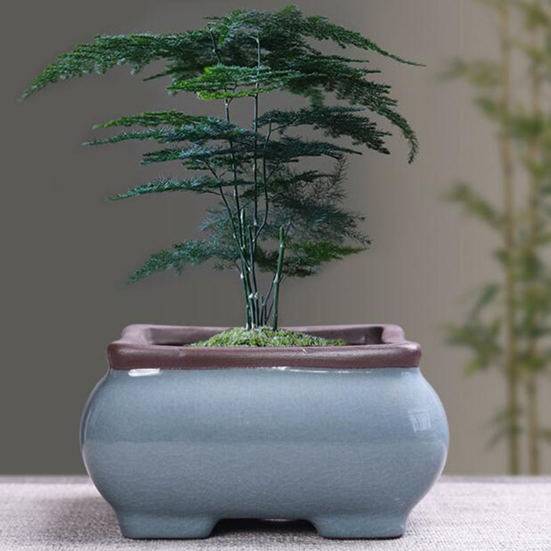 Retro Gốm Hoa Măng Tây Thực Vậ - đánh giá và giá Echeveria Succulent