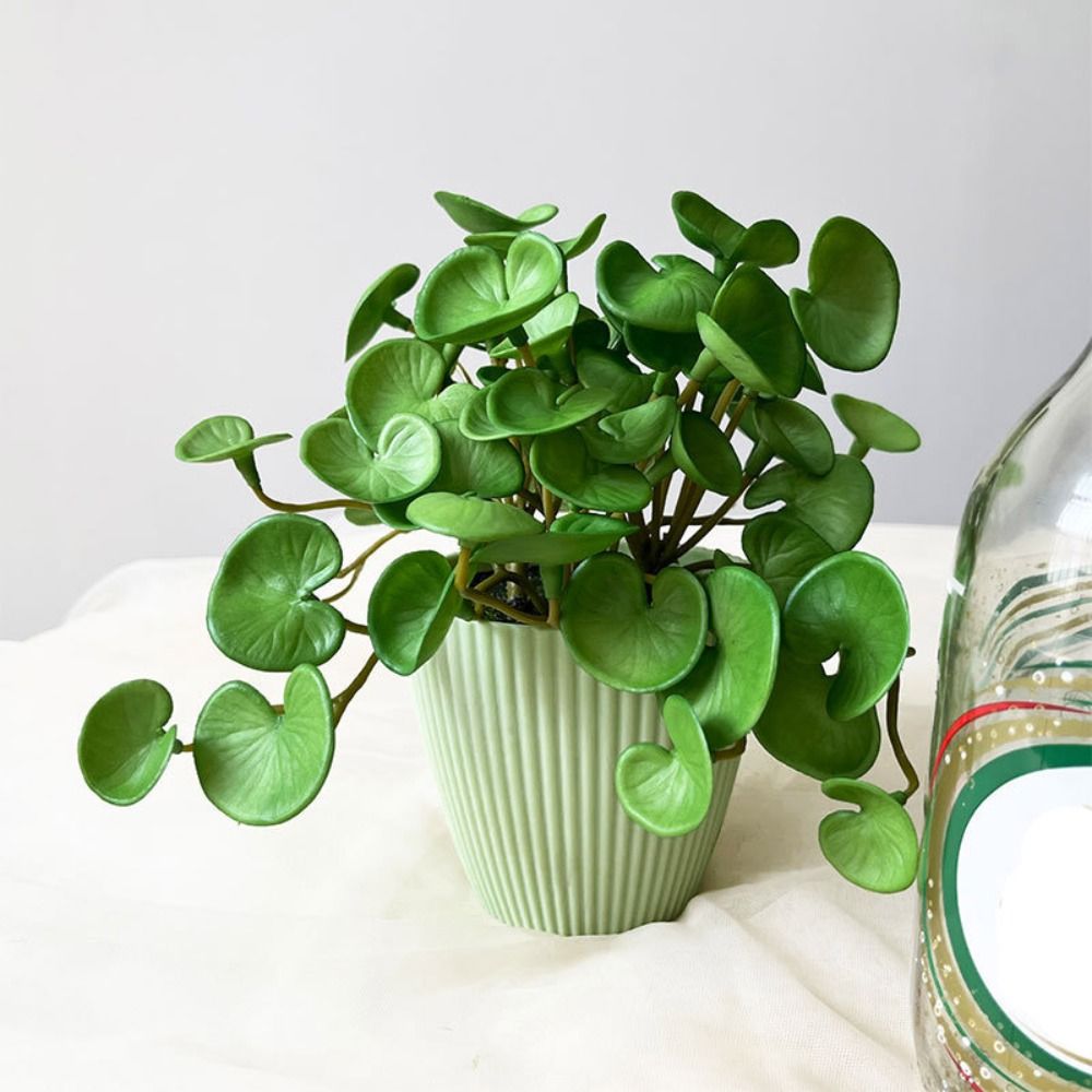 Soft Glue Artificial Plant EVA - đánh giá và giá Echeveria Succulent